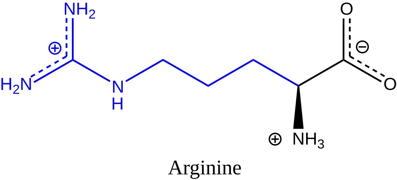 arjinin-l-arginine_1790799373_03222611