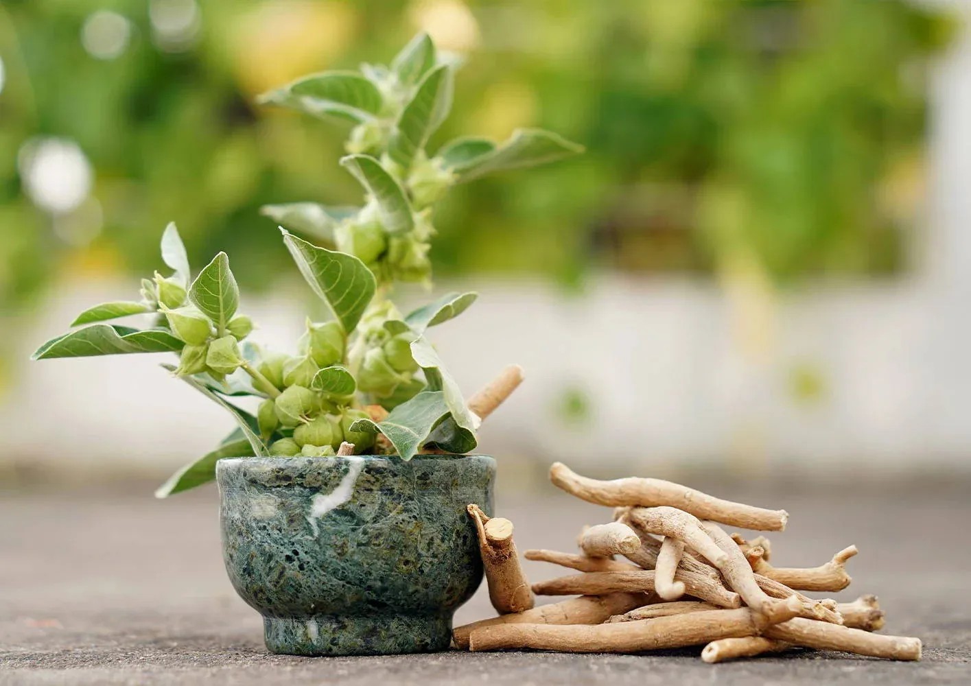 Ashwagandha Nedir? Kortizolü Düşürerek Kas Yıkımını Nasıl Engeller?