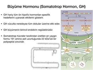 buyume-hormonu-gh-nedir-vucut-gelistirmede-etkileri-ve-riskleri_1789718749_24199208