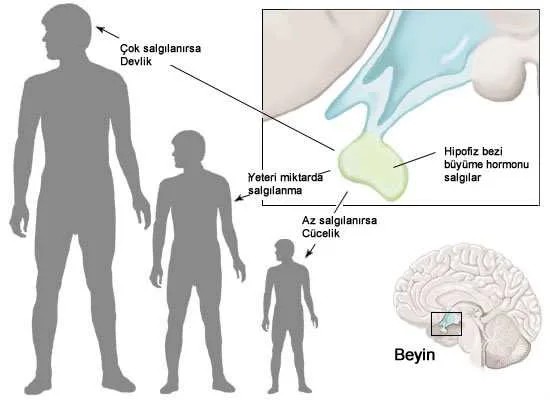 Büyüme Hormonu (gh) Nedir? Vücut Geliştirmede Etkileri ve Riskleri 2 Büyüme Hormonu (gh) Nedir? Vücut Geliştirmede Etkileri ve Riskleri