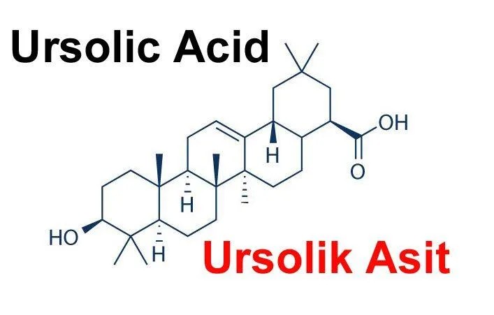 Elma Kabuğundan Elde Edilen Ursolik Asit (ursolic Acid) ve Yağ Yakarken Kas Koruma