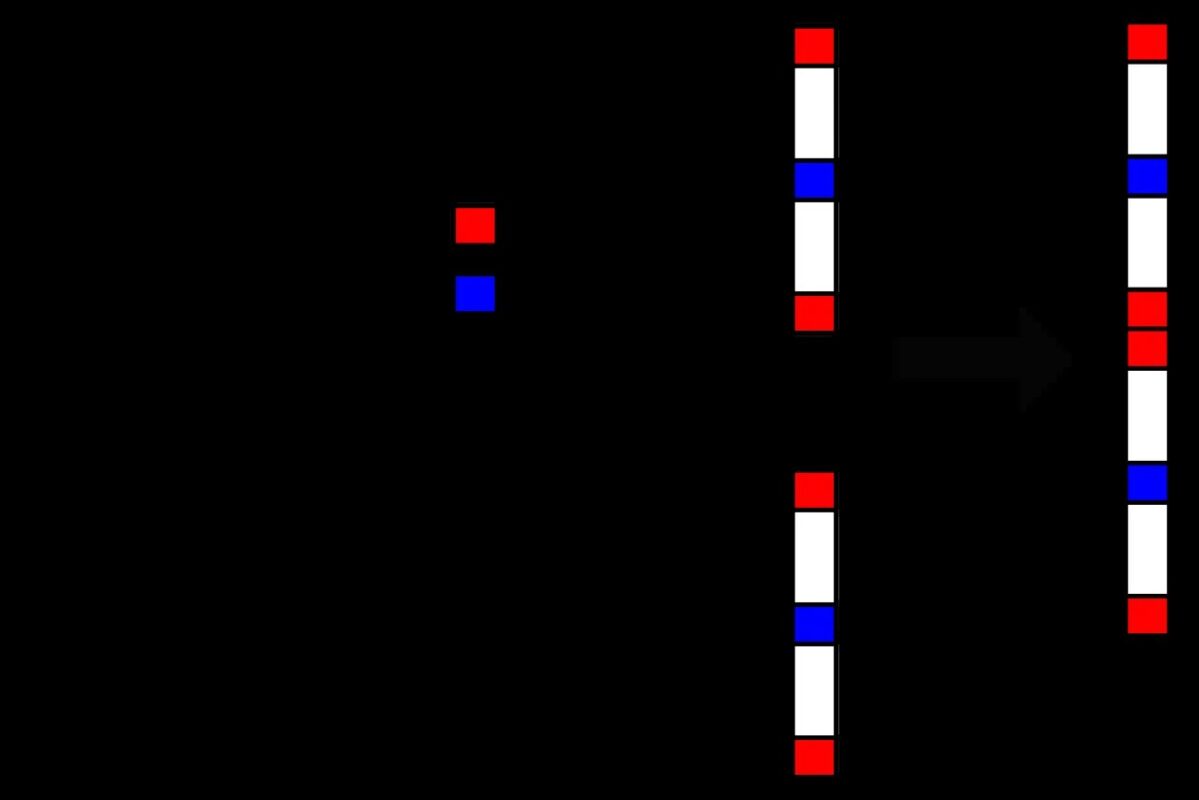 genetik-sac_1790722330_85586886