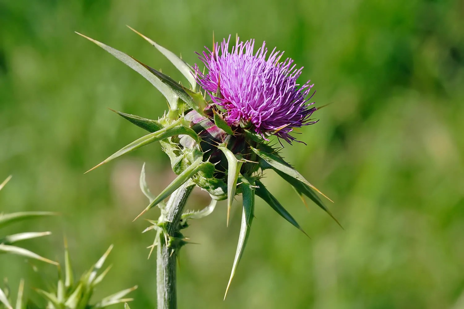 milk-thistle_1790760705_23112791