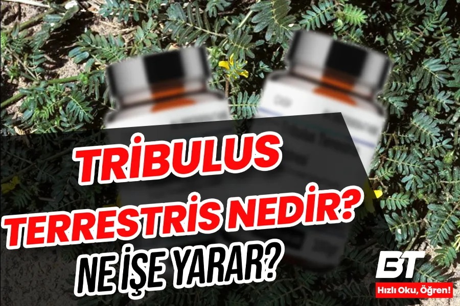 Tribulus Terrestris Ne İşe Yarar? Doğal Testosteron ve Güç Artışı 2 Tribulus Terrestris Ne İşe Yarar? Doğal Testosteron ve Güç Artışı