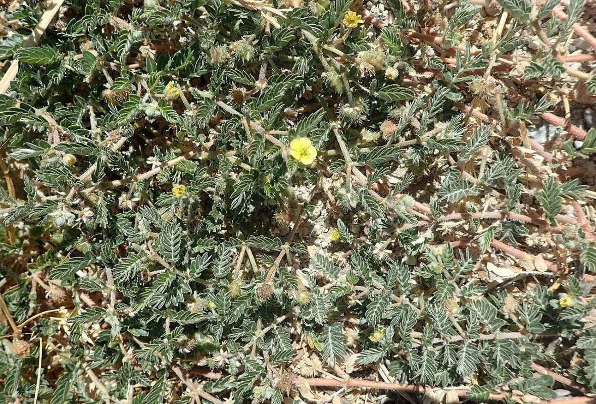 tribulus-terrestris-ne_1790798978_36661582