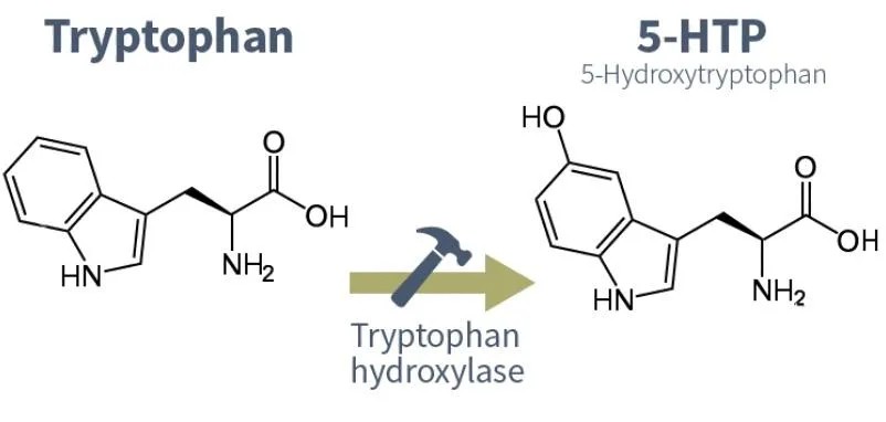 5-htp-vs-triptofan_1792088705_19857954