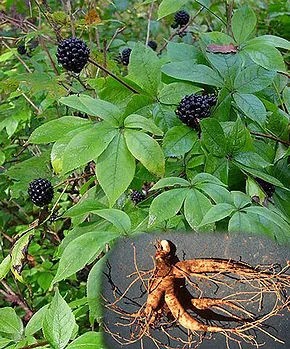 Adaptojen Olarak Bilinen Sibirya Ginsengi (eleuthero) Antrenman Yorgunluğunu Silgiler Mi?