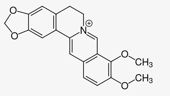 Berberin (berberine) Nedir? Yağlanmadan Kas Kazanımı ve İnsülin Duyarlılığı 2 Berberin (berberine) Nedir? Yağlanmadan Kas Kazanımı ve İnsülin Duyarlılığı