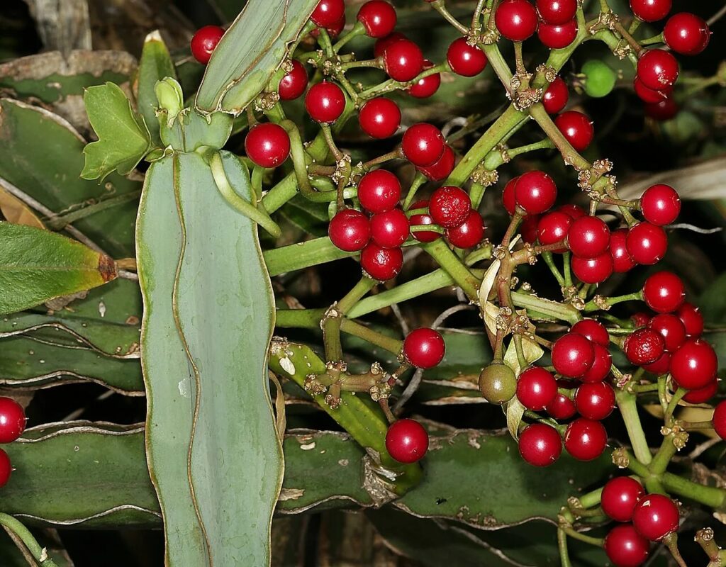 cissus-quadrangularis_1792011638_73163990