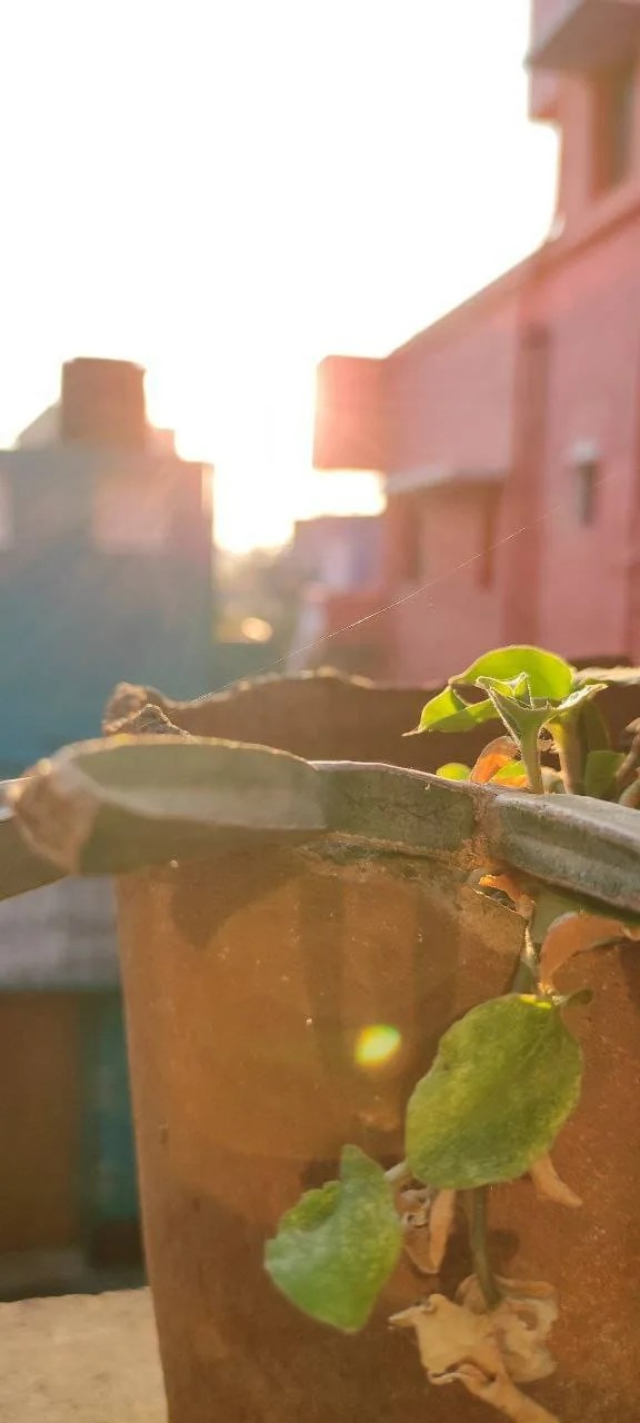 Cissus Quadrangularis Nedir? Ağırlık Kaldıranlarda Kemik ve Bağ Dokusu İyileşmesi 2 Cissus Quadrangularis Nedir? Ağırlık Kaldıranlarda Kemik ve Bağ Dokusu İyileşmesi