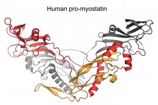 epikatesin-myostatin_1792096975_50383276