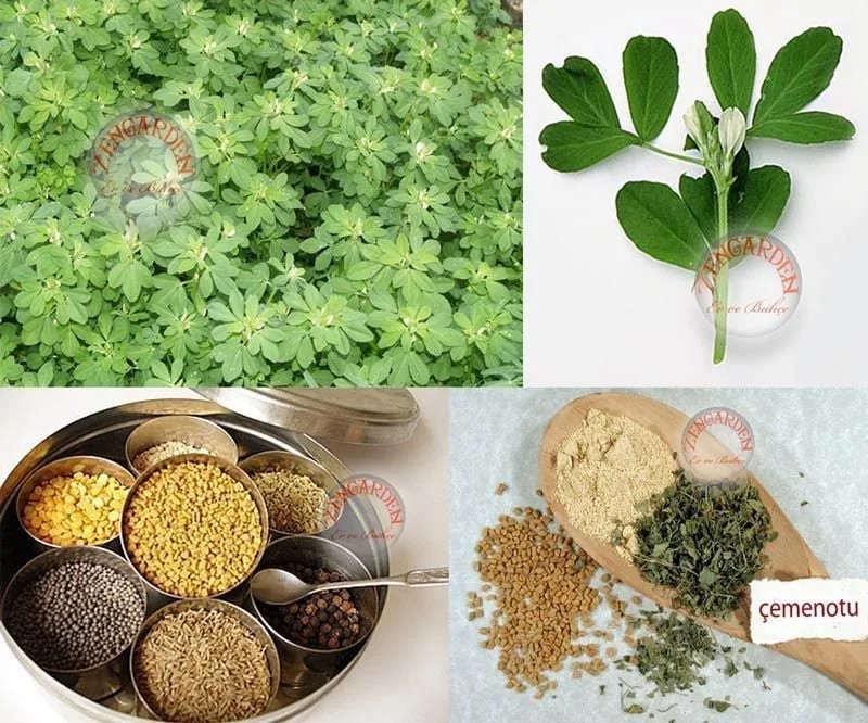 fenugreek-cemen-otu-testosteron_1792011326_42425314
