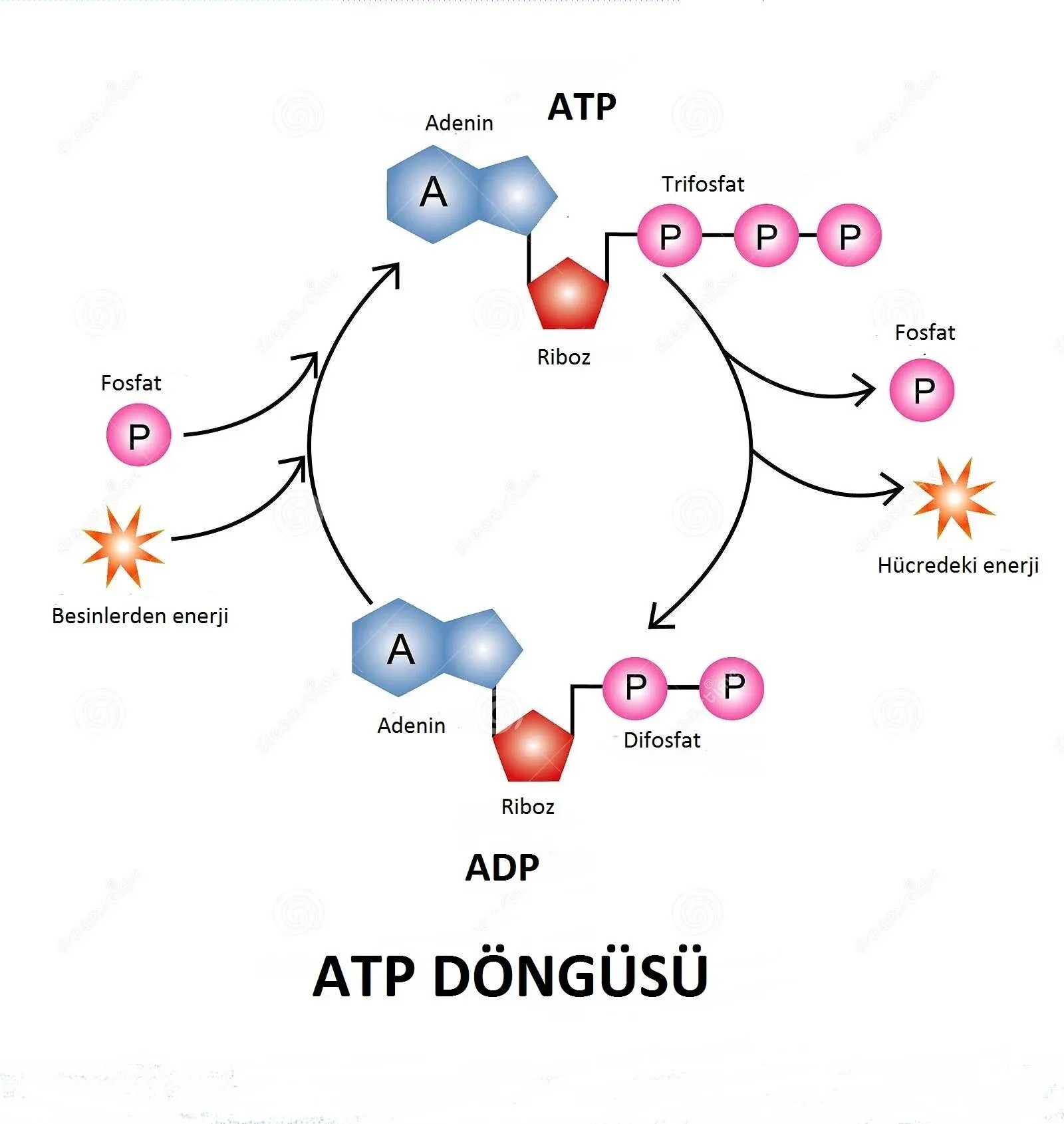 Hücresel Enerji Atp'yi Doğrudan Artıran D-Ribose Takviyesi Ne Zaman Kullanılır?