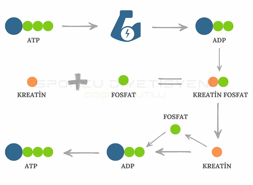 kreatin-nasil-emilir_1791377753_38936545
