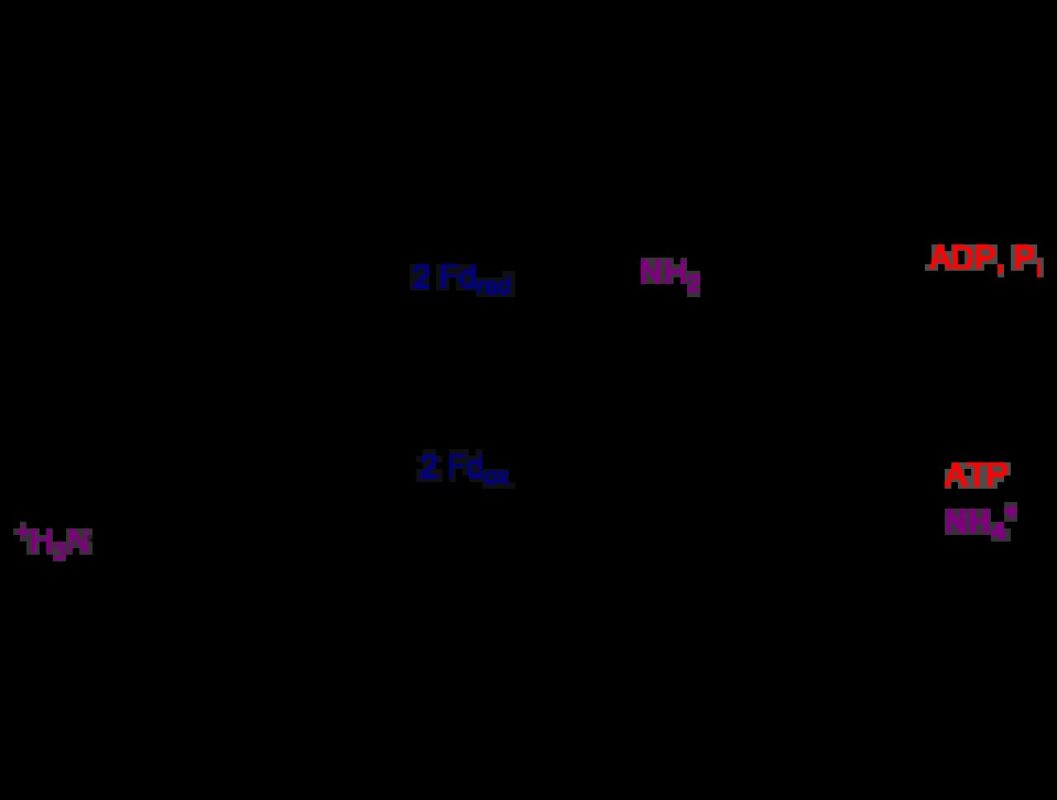 l-glutamin-glutamine_1792090524_17902133