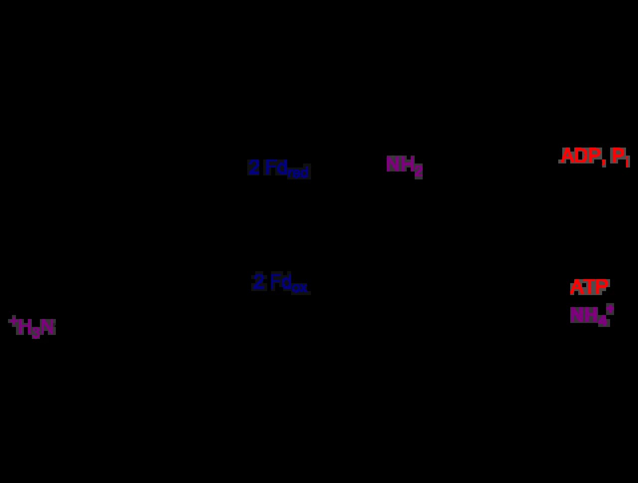 l-glutamin-glutamine_1792090524_17902133