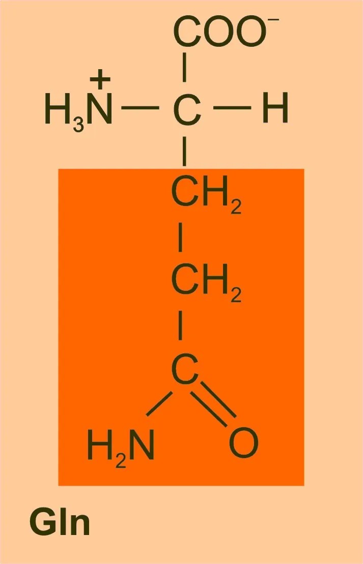L-Glutamin (glutamine) Takviyesi: Sızdıran Bağırsak Sendromu ve Kas İyileşmesi 2 L-Glutamin (glutamine) Takviyesi: Sızdıran Bağırsak Sendromu ve Kas İyileşmesi