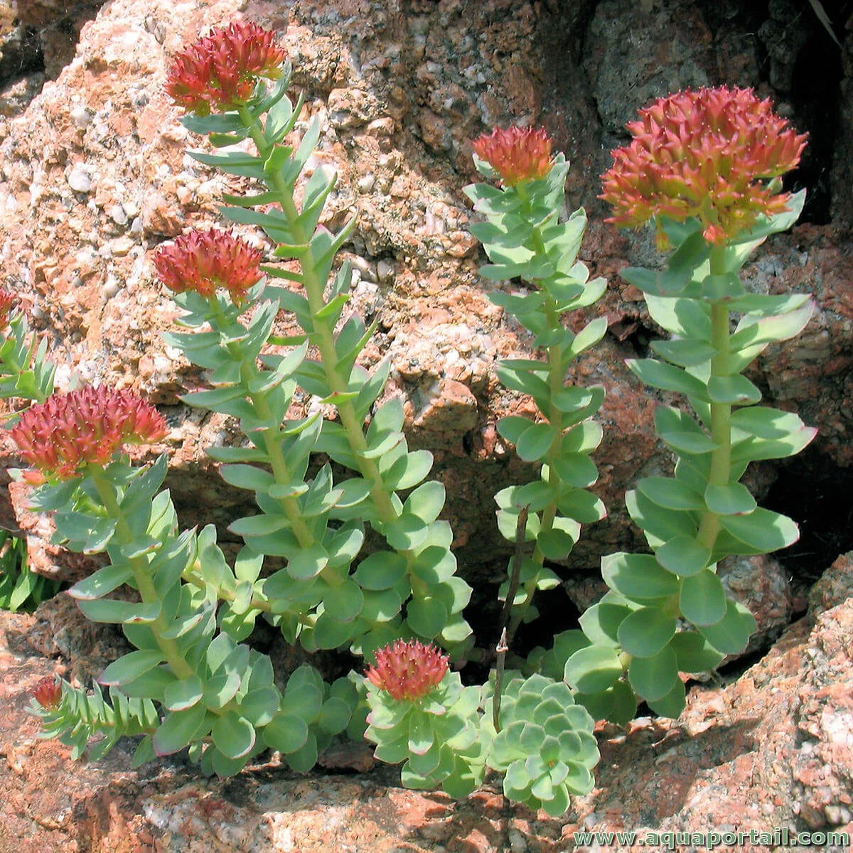 rhodiola-rosea-sporcu_1792089064_16363614