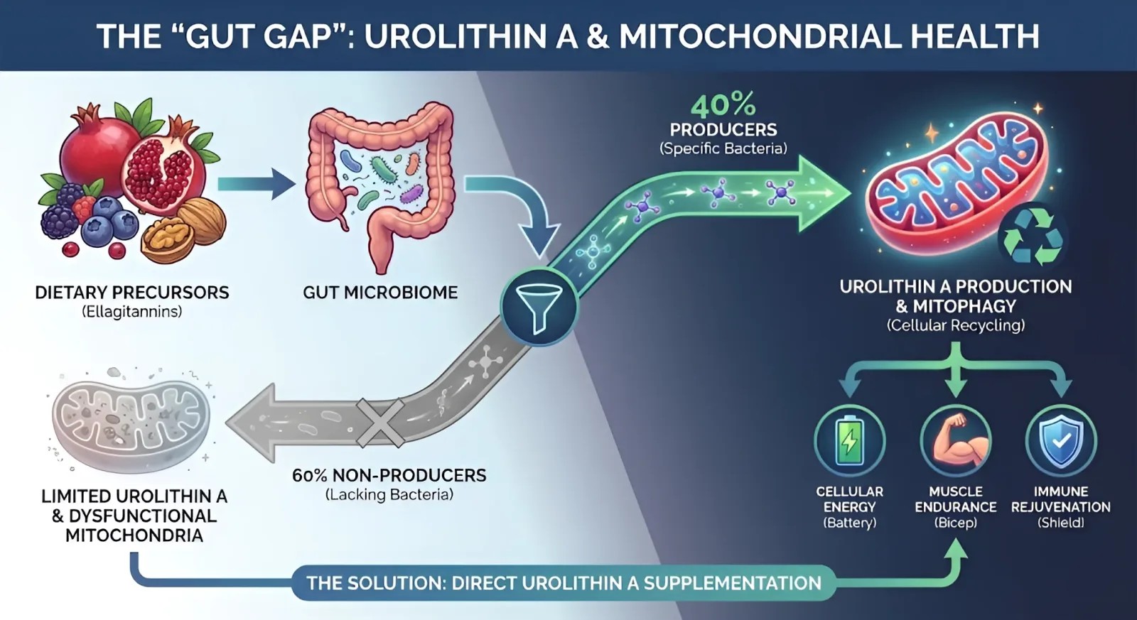 urolithin-a-mitokondri_1791834308_96915160